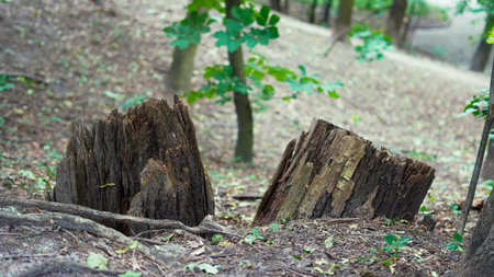 Root structures intertwining with earth on peaceful forest trail scene.の写真素材