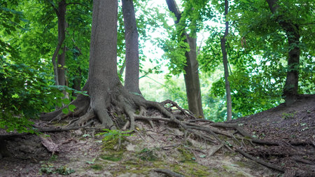Botanical roots in woodland with tree base and lush wild forest floor.の写真素材