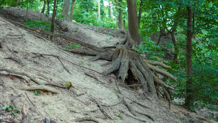 Twisted tree roots in deep forest landscape with natural earthy tones.の写真素材
