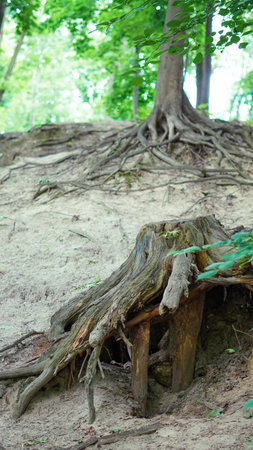 Detailed texture of forest roots system in raw and earthy surroundings.の写真素材