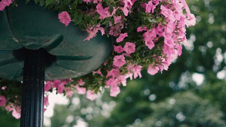 Petunias in a hanging flower basket in a public garden under daylight.の写真素材
