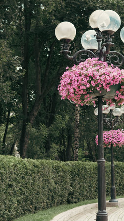 Hanging petunia flowers in a park basket blooming in natural sunlight.の写真素材