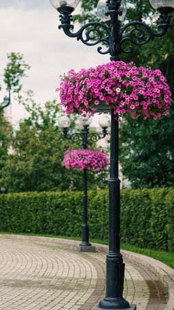 Petunias in a hanging flower basket in a public garden under daylight.の写真素材