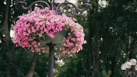 Colorful petunias in a suspended park basket with lush green surroundings.の写真素材