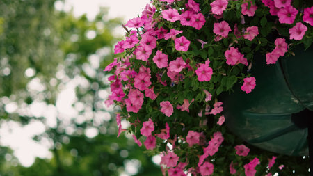Colorful petunias in a suspended park basket with lush green surroundings.の写真素材