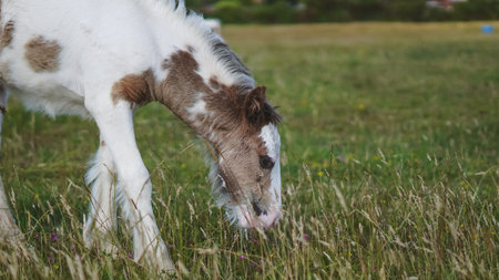 Nature scene with young horses walking and grazing in open grass field.の写真素材