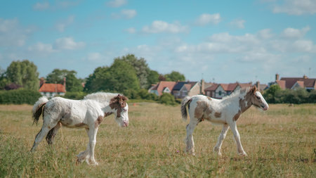 Foal care in countryside with focus on horse health and natural growth.