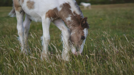 Nature scene with young horses walking and grazing in open grass field.