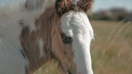 Horse family living peacefully with foals in calm summer surroundings.の写真素材