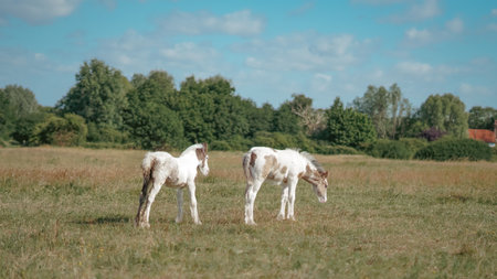 Young horses developing naturally on green field with bright summer light.の写真素材