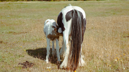 Rural horse breeding concept with playful young foals on green pastureの写真素材