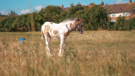 Sunny summer meadow with baby horses grazing and resting in green field.の写真素材