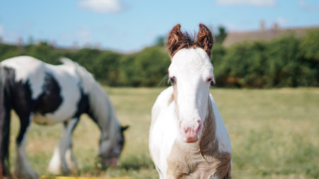 Sunny summer meadow with baby horses grazing and resting in green field.の写真素材