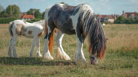 Foals in herd building early bonds in summer countryside pastures.