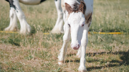 Sunny summer meadow with baby horses grazing and resting in green field.の写真素材