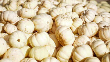 Fresh orange pumpkins arranged in a row on a farm background.の写真素材