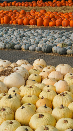 Autumn pumpkins lined up in rows under sunlight on the farm.の写真素材