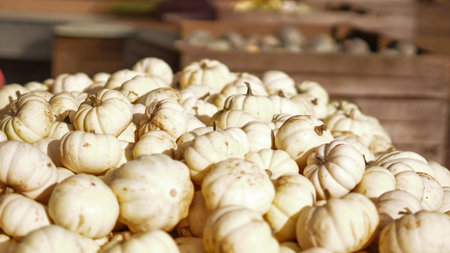 Autumn pumpkins lined up in rows under sunlight on the farm.の写真素材