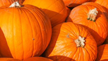 Fresh orange pumpkins arranged in a row on a farm background.の写真素材