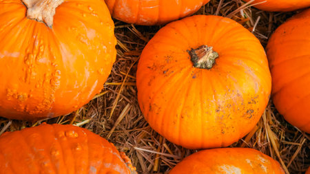 Autumn pumpkins resting on rustic soil with cozy background.