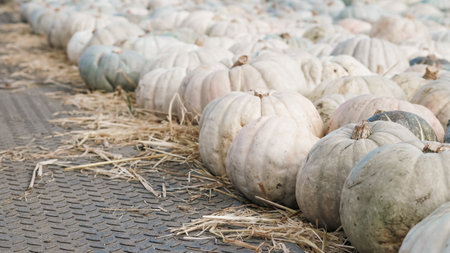 Autumn pumpkins resting on rustic soil with cozy background.の写真素材