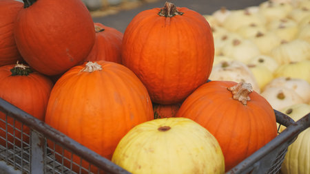 Orange pumpkins in wagon on farm ready for Halloween decorの写真素材