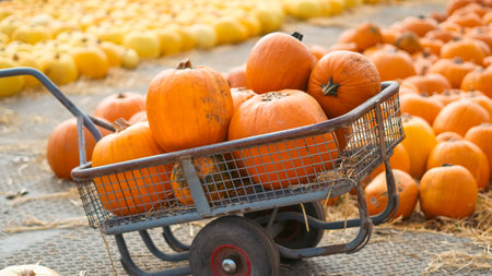 Orange pumpkins in wagon on farm ready for Halloween decorの写真素材