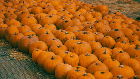 Bright orange pumpkins on autumn farm ready for Halloween celebration.