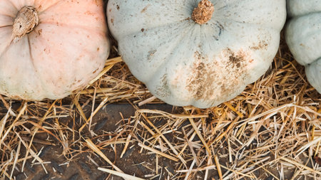 Orange pumpkins in wooden wagon on farm.の写真素材