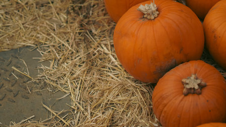 Decorative pumpkins arranged for Halloween on the pumpkin farm.
