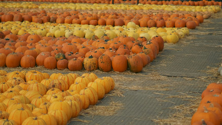 Pumpkins arranged on the pumpkin farm.