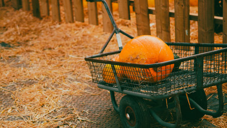 bright pumpkins on autumn farm festive harvest decoration background.の写真素材