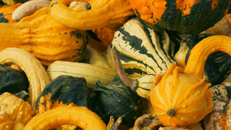 bright pumpkins on autumn farm festive harvest decoration background.の写真素材