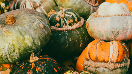 bright pumpkins on autumn farm festive harvest decoration background.の写真素材
