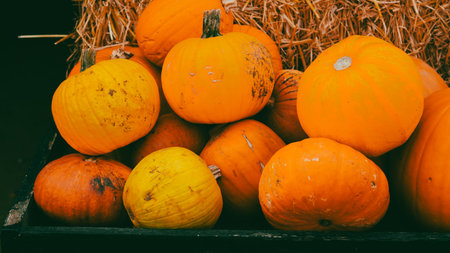 pumpkin patch on country side farm with bright orange autumn harvest.