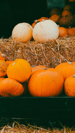 pumpkin patch on country side farm with bright orange autumn harvest.の写真素材