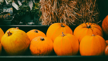 pumpkin patch on country side farm with bright orange autumn harvest.の写真素材