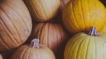 rustic pumpkin arrangement symbolizing autumn harvest and thanksgiving.の写真素材