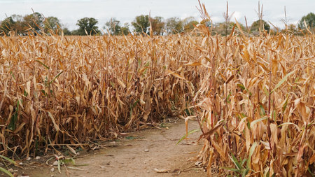Autumn corn field background with warm sunset harvest atmosphereの写真素材