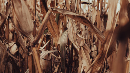 Autumn corn field background with warm sunset harvest atmosphereの写真素材