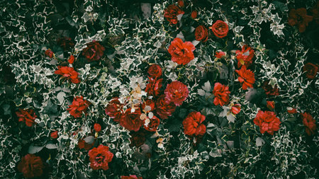 Botanical wild rose background on textured wall with natural charmの写真素材