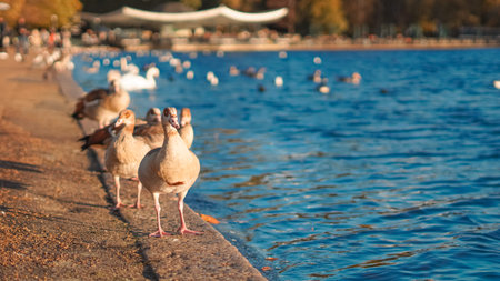 Flock of ducks floating on calm pond in Hyde Park during colorful autumn season. High quality photo