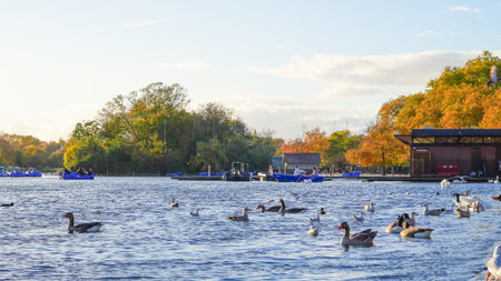 Flock of ducks floating on calm pond in Hyde Park during colorful autumn season. High quality photoの写真素材