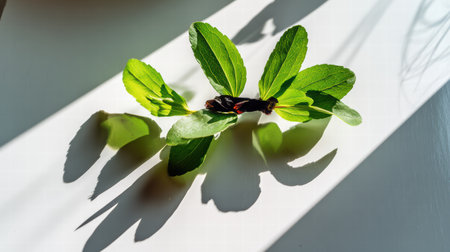 Stevia concept focused on metabolic support and healthy lifestyle benefits..の素材