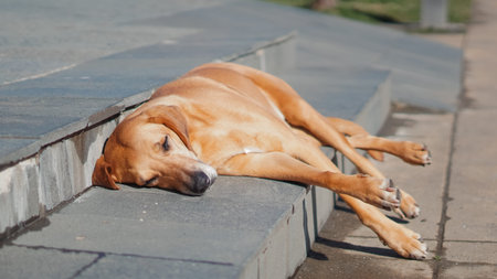 Brown dog lying down on stone steps in a park under bright sunlight with grass visible