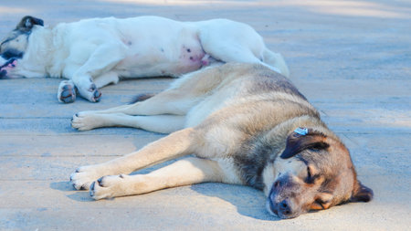 Two dogs, one brown and one white, are sleeping on a concrete surface outdoors