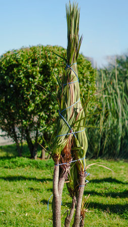 Young palm tree with tied leaves stands in a green garden under clear blue skyの写真素材
