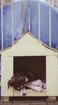 Dog lying comfortably in a yellow doghouse with a blue structure in the backgroundの写真素材