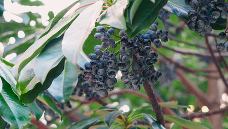 Dark berries clustered among green leaves in a natural environment with blurred backgroundの写真素材