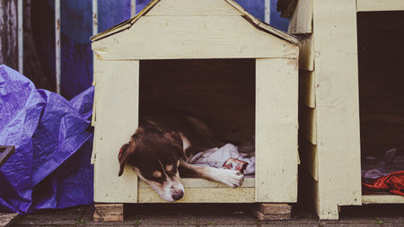 Dog lying comfortably in a yellow doghouse with blue and purple tarps nearbyの写真素材